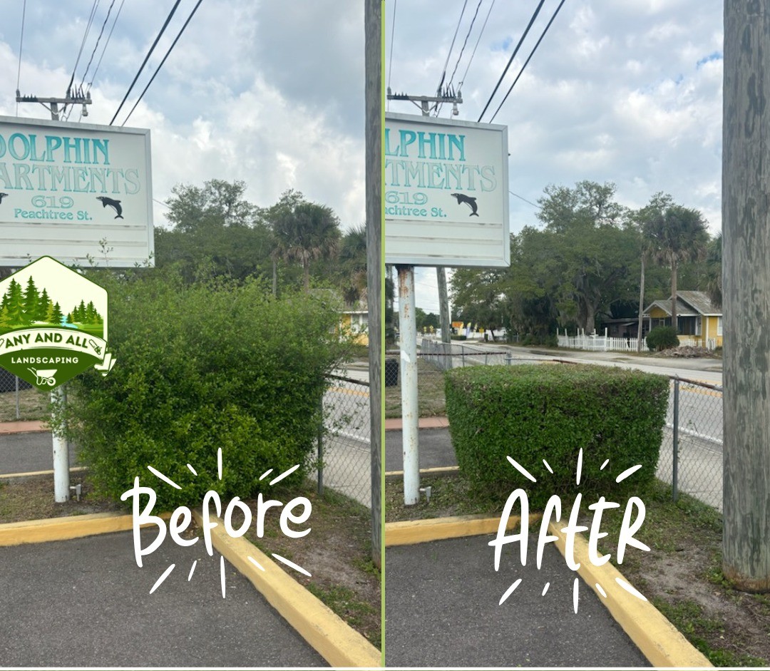 Before and after: an overgrown hedge line at an apartment complex cut back to the fence
