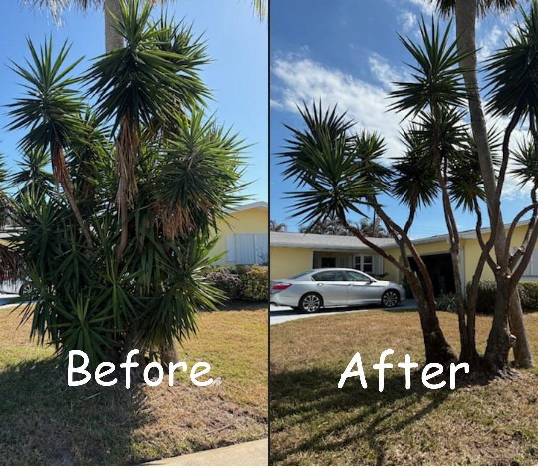 Before and after: overgrown yuccas and palms cut back and the yard cleared